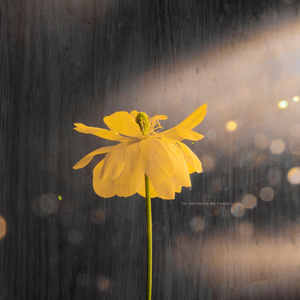 张柏芝丰满奶头又大又软
